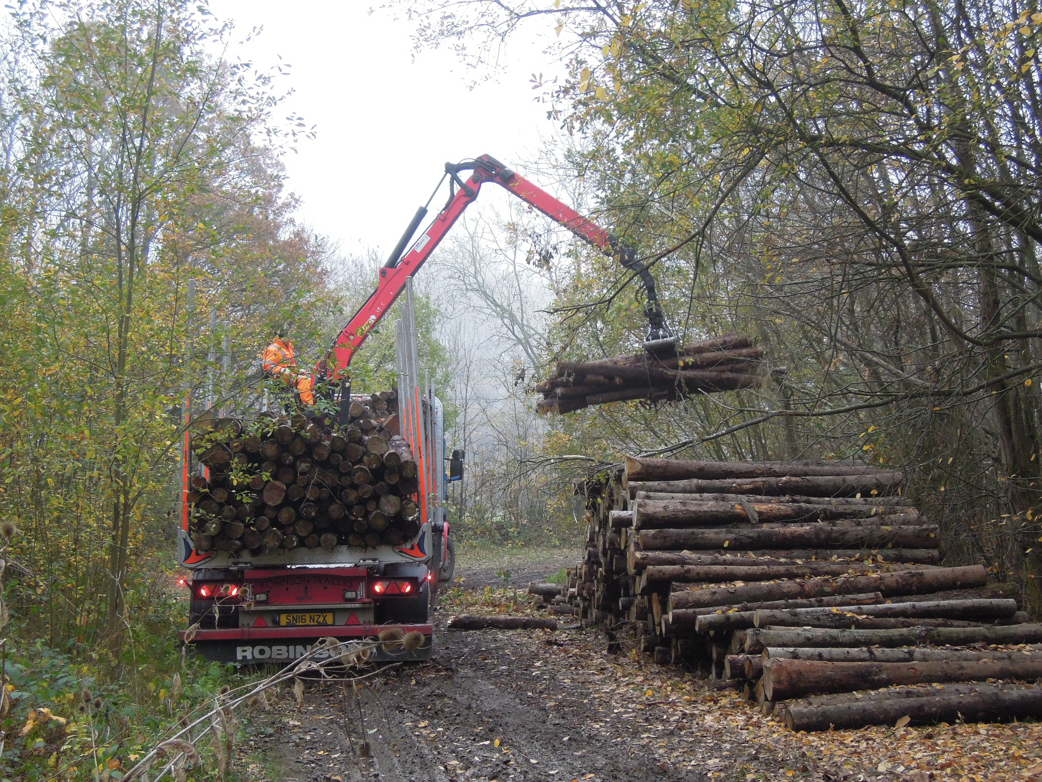 Timber Sales service by Indica Forestry