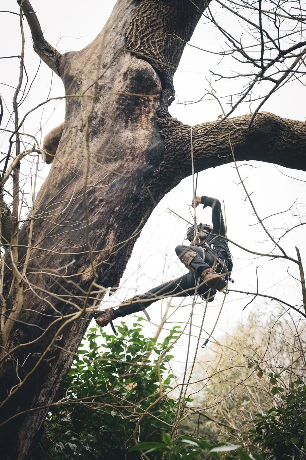 Tree Surgery service by Indica Forestry
